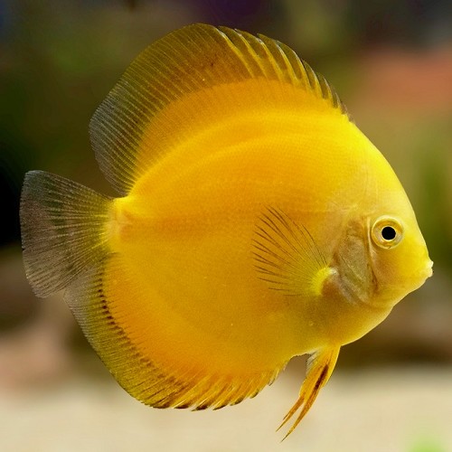 Symphysodon discus marlboro yellow - Diskus marlboro gelb 7-8 cm
